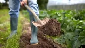 צמיחה מתוך קושי – אדם מטפח גינה באדמה לא מושלמת